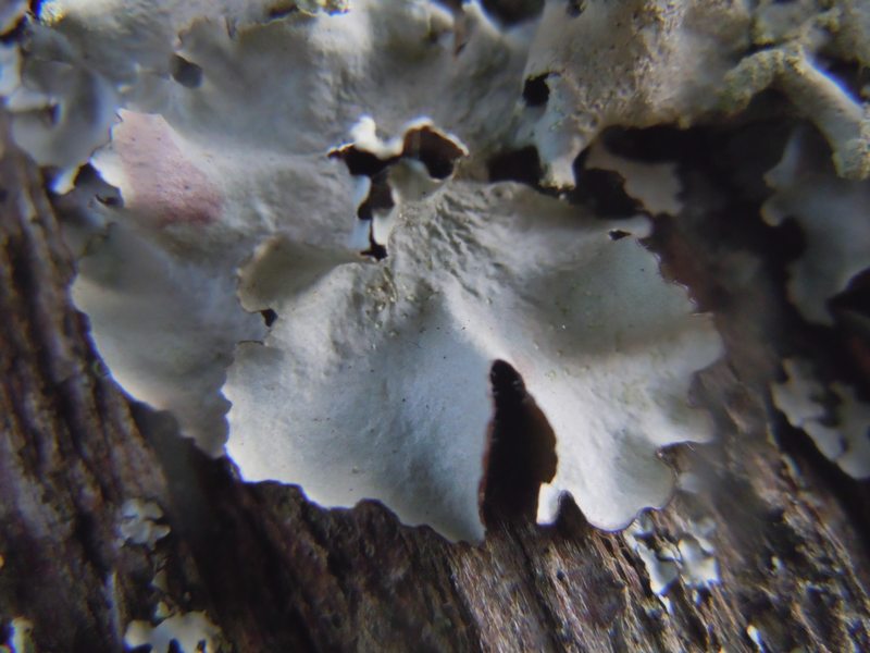 dalle dune di Porto Liscia (Santa Teresa Gallura) 1
